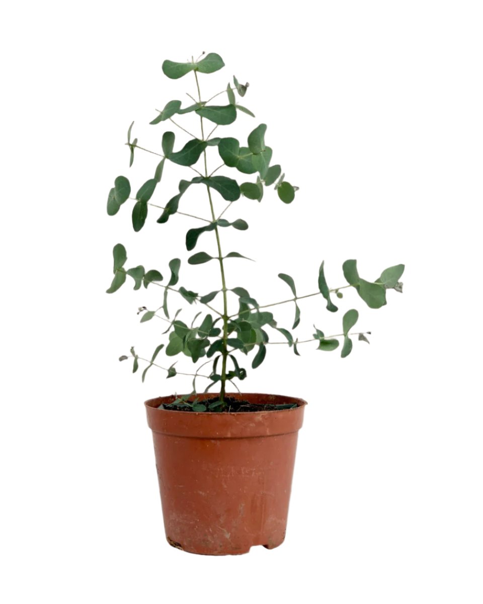 Eucalyptus Gunnii - grow pot - Potted plant - Tumbleweed Plants - Online Plant Delivery Singapore