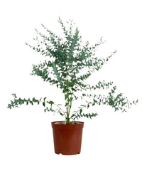 Eucalyptus 'Moon Lagoon' - grow pot - Potted plant - Tumbleweed Plants - Online Plant Delivery Singapore