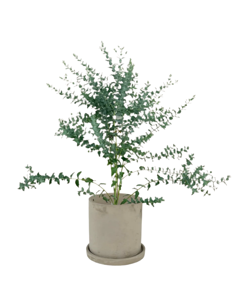 smoffy cement planter - round