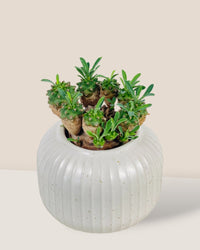 Euphorbia Gabisan - grow pot - Potted plant - Tumbleweed Plants - Online Plant Delivery Singapore