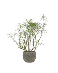 Euphorbia Hedyotoides - grow pot - Potted plant - Tumbleweed Plants - Online Plant Delivery Singapore