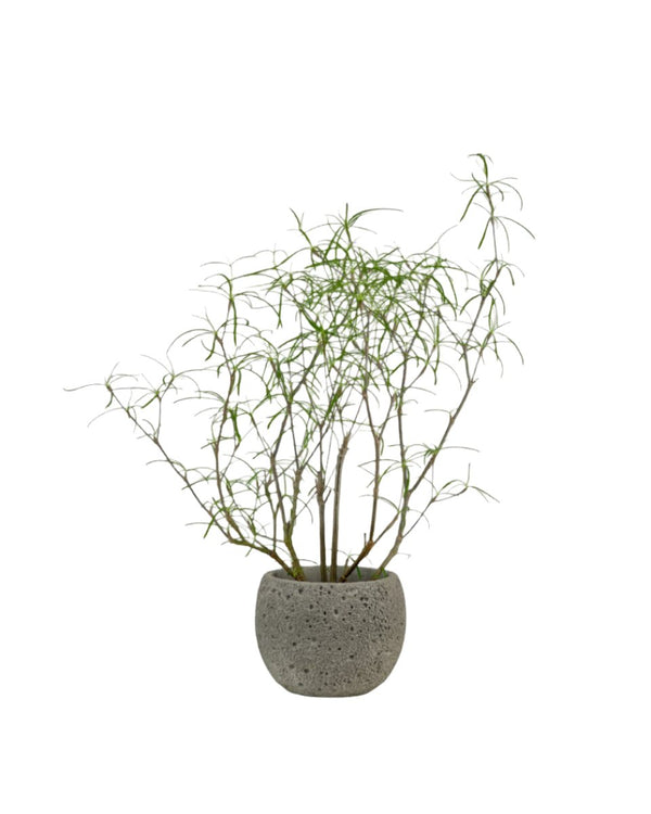 Euphorbia Hedyotoides - grow pot - Potted plant - Tumbleweed Plants - Online Plant Delivery Singapore