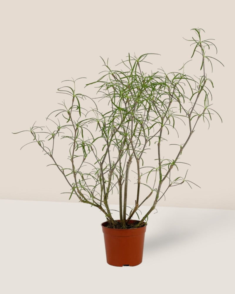 Euphorbia Hedyotoides - grow pot - Potted plant - Tumbleweed Plants - Online Plant Delivery Singapore