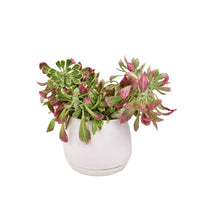 Euphorbia Monadenium - grow pot - Potted plant - Tumbleweed Plants - Online Plant Delivery Singapore