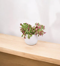 Euphorbia Monadenium - grow pot - Potted plant - Tumbleweed Plants - Online Plant Delivery Singapore