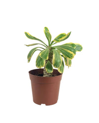 Euphorbia Poissonii - grow pot - Potted plant - Tumbleweed Plants - Online Plant Delivery Singapore