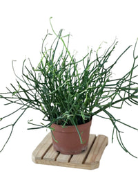 Euphorbia Tirucalli (Pencil cactus) - grow pot - Potted plant - Tumbleweed Plants - Online Plant Delivery Singapore