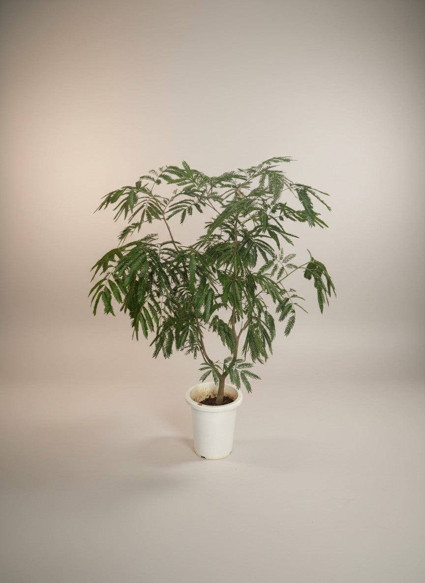 Everfresh Branching (Japan)
