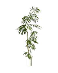 Everfresh Tree (Japan) 0.9 - 1.3m - Potted plant - POTT - EVER - MRMN - 6431 - Tumbleweed Plants - Online Plant Delivery Singapore