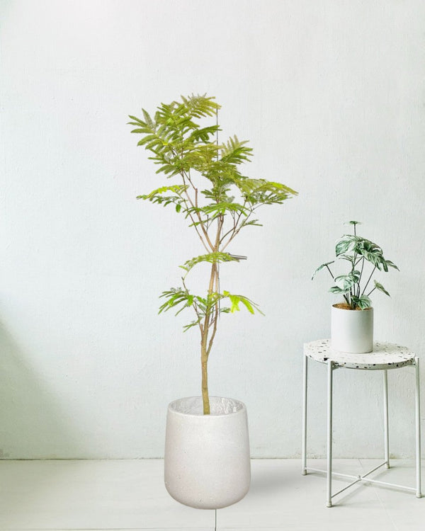 Everfresh Tree (Japan) 1.4 - 1.6m - grow pot - Potted plant - Tumbleweed Plants - Online Plant Delivery Singapore