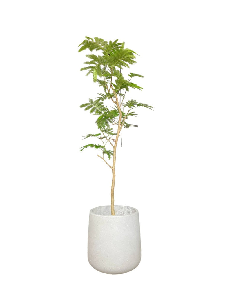 Everfresh Tree (Japan) 1.4 - 1.6m - grow pot - Potted plant - Tumbleweed Plants - Online Plant Delivery Singapore