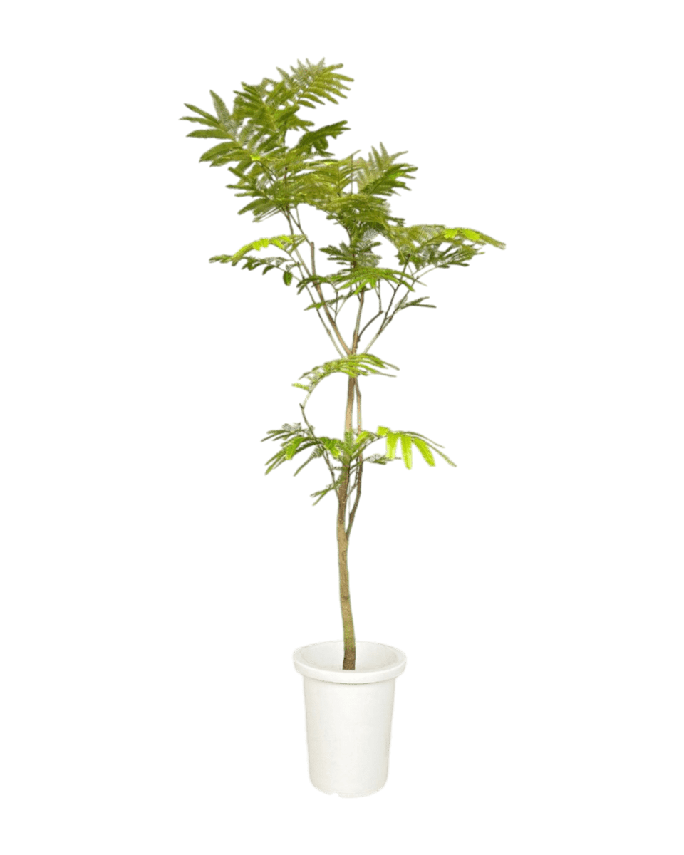 Everfresh Tree (Japan) 1.4 - 1.6m - Potted plant - POTT - EVER - SSR - 6255 - Tumbleweed Plants - Online Plant Delivery Singapore