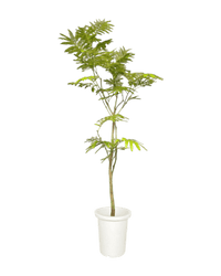 Everfresh Tree (Japan) 1.4 - 1.6m - Potted plant - POTT - EVER - SSR - 6255 - Tumbleweed Plants - Online Plant Delivery Singapore