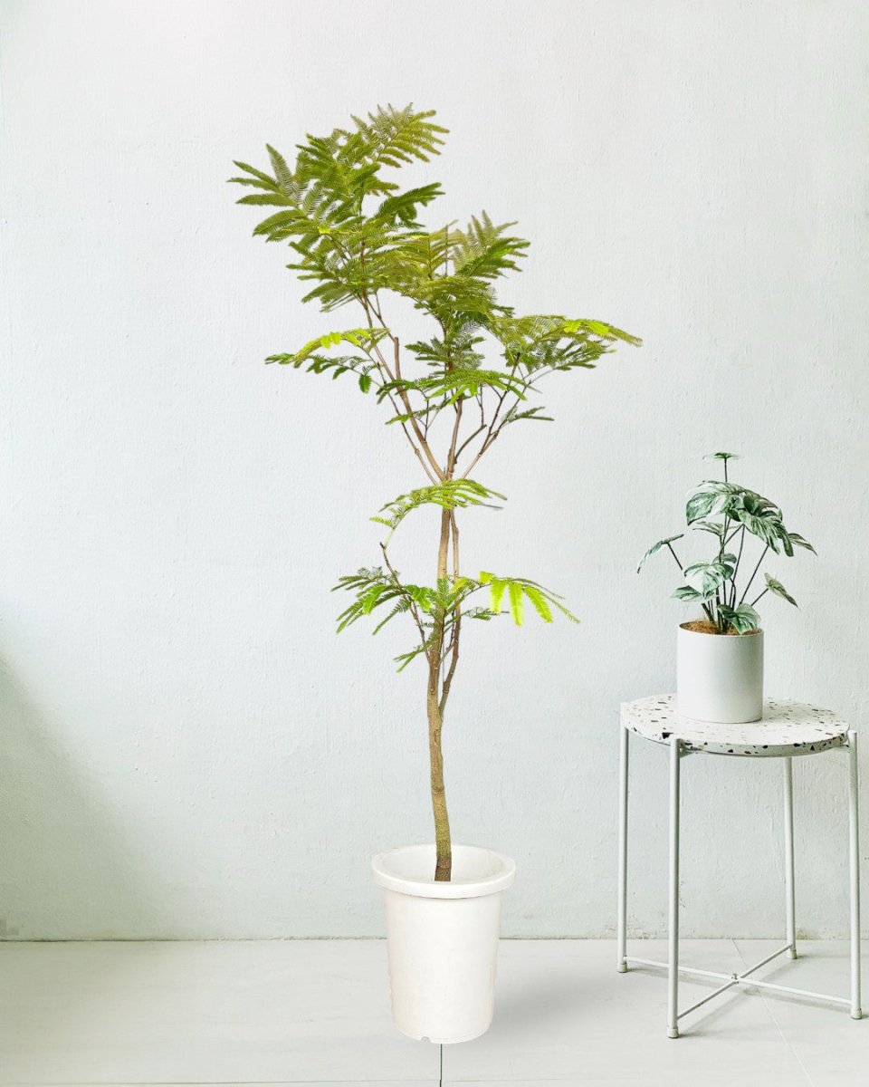 Everfresh Tree (Japan) 1.4 - 1.6m - grow pot - Potted plant - Tumbleweed Plants - Online Plant Delivery Singapore