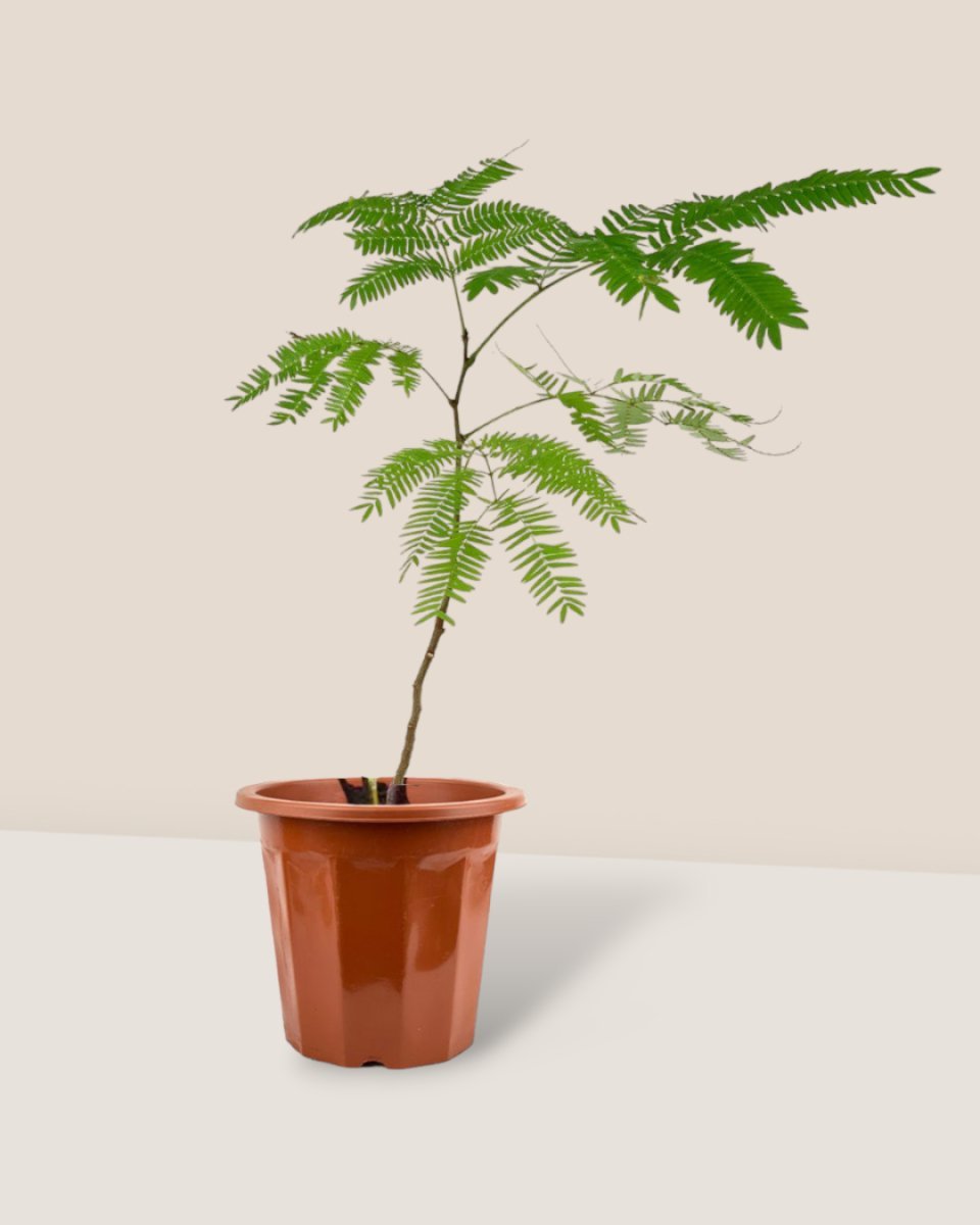 Everfresh Tree - Pithecellobium Confertum (Japan) - grow pot - Potted plant - Tumbleweed Plants - Online Plant Delivery Singapore