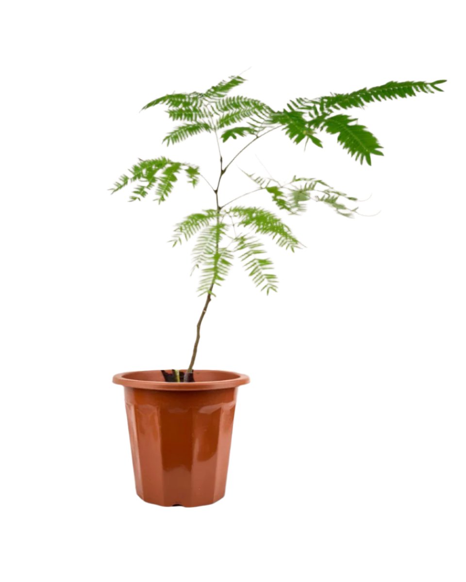 Everfresh Tree - Pithecellobium Confertum (Japan) - grow pot - Potted plant - Tumbleweed Plants - Online Plant Delivery Singapore