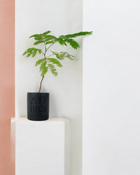 Everfresh Tree - Pithecellobium Confertum (Japan) - grow pot - Potted plant - Tumbleweed Plants - Online Plant Delivery Singapore