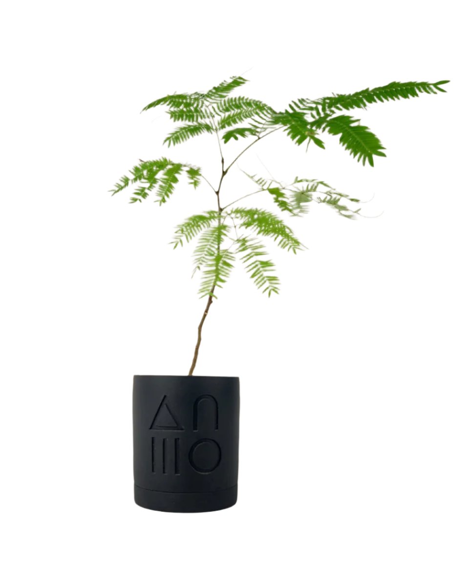 Everfresh Tree - Pithecellobium Confertum (Japan) - grow pot - Potted plant - Tumbleweed Plants - Online Plant Delivery Singapore