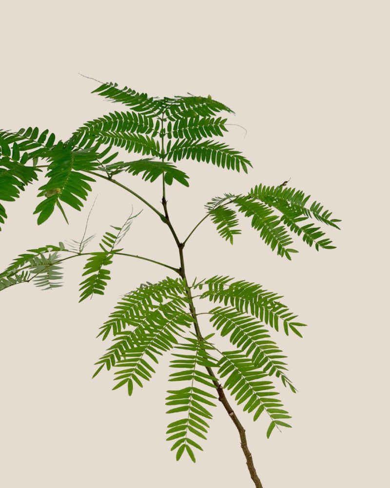 Everfresh Tree - Pithecellobium Confertum (Japan) - grow pot - Potted plant - Tumbleweed Plants - Online Plant Delivery Singapore