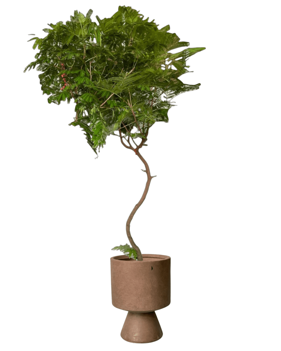 Everfresh Tree XL - 1.8m - Potted plant - POTT - LARG - MMGRW - 5180 - Tumbleweed Plants - Online Plant Delivery Singapore
