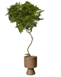 Everfresh Tree XL - 1.8m - Potted plant - POTT - LARG - MMGRW - 5180 - Tumbleweed Plants - Online Plant Delivery Singapore