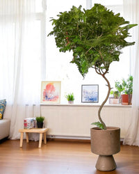 Everfresh Tree XL - 1.8m - Potted plant - POTT - LARG - MMGRW - 5180 - Tumbleweed Plants - Online Plant Delivery Singapore