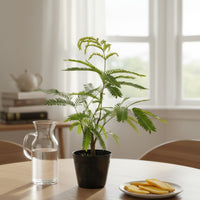 Everfresh Little Tree - Pithecellobium Confertum Japan