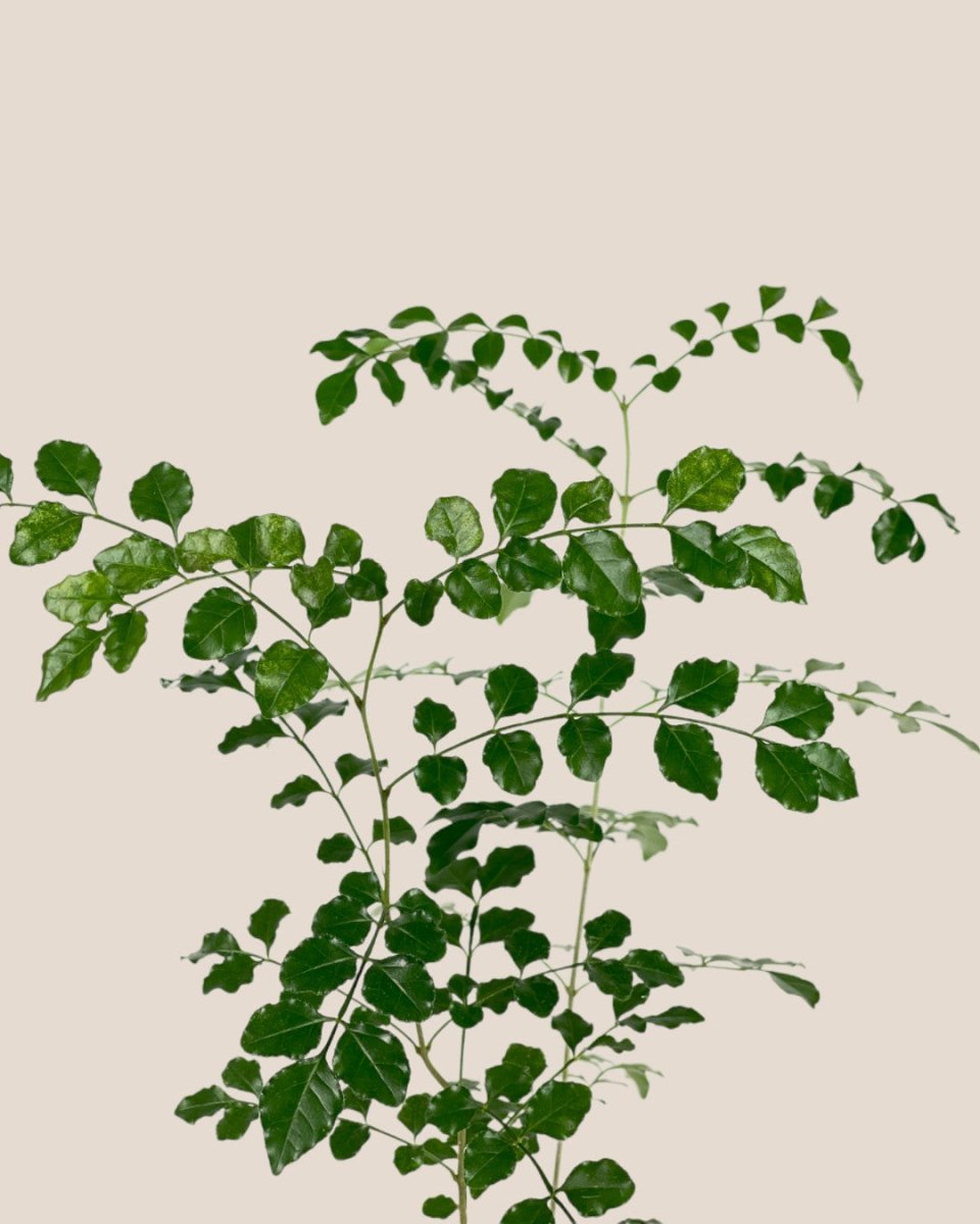 Evergreen Ash Plant - grow pot - Potted plant - Tumbleweed Plants - Online Plant Delivery Singapore