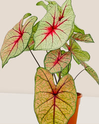 Exotic Caladium Hearts - grow pot - Potted plant - Tumbleweed Plants - Online Plant Delivery Singapore