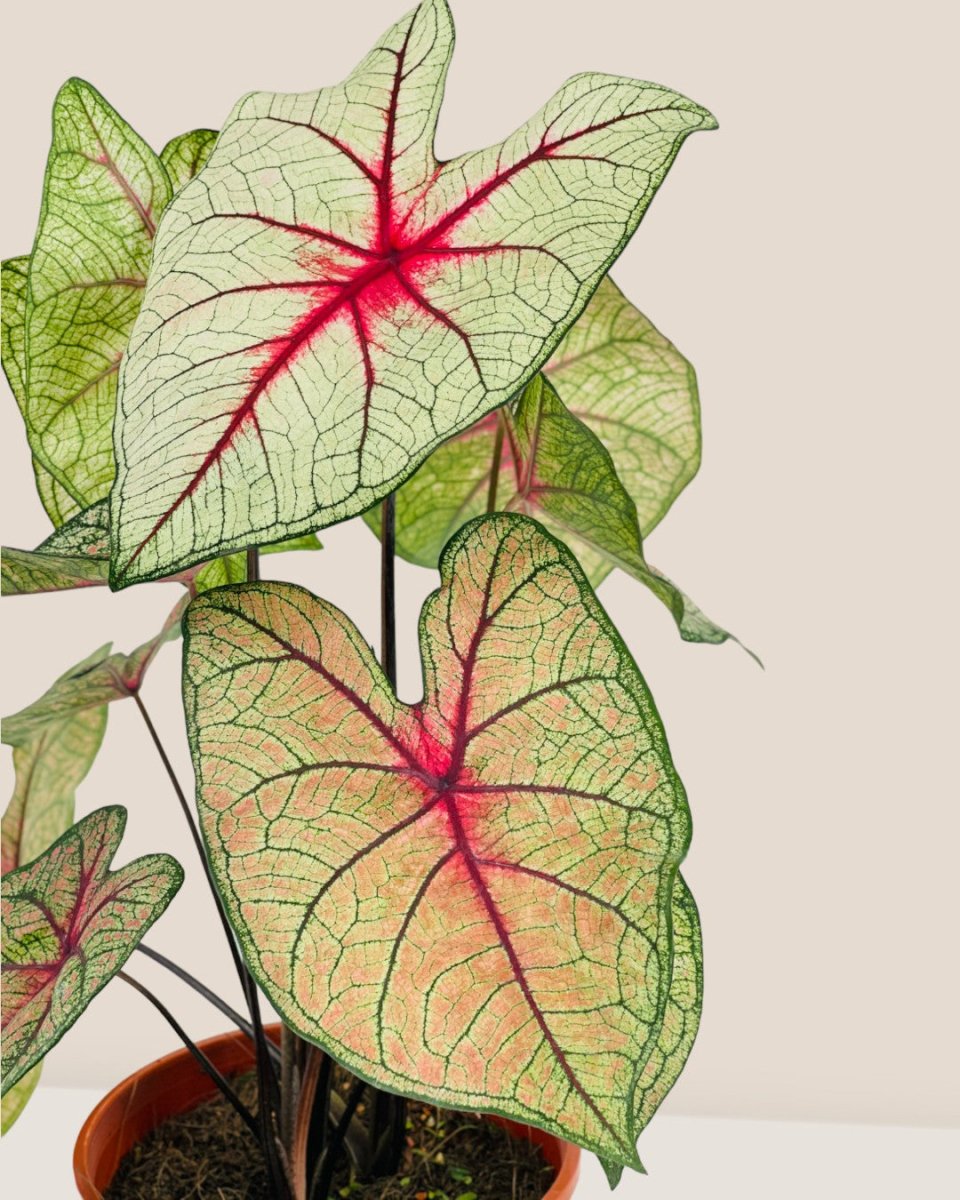 Exotic Caladium Hearts - grow pot - Potted plant - Tumbleweed Plants - Online Plant Delivery Singapore