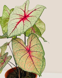 Exotic Caladium Hearts - grow pot - Potted plant - Tumbleweed Plants - Online Plant Delivery Singapore