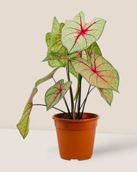 Exotic Caladium Hearts - grow pot - Potted plant - Tumbleweed Plants - Online Plant Delivery Singapore