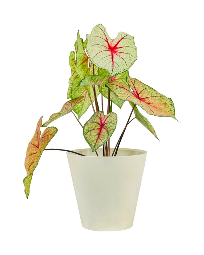 Exotic Caladium Hearts - grow pot - Potted plant - Tumbleweed Plants - Online Plant Delivery Singapore