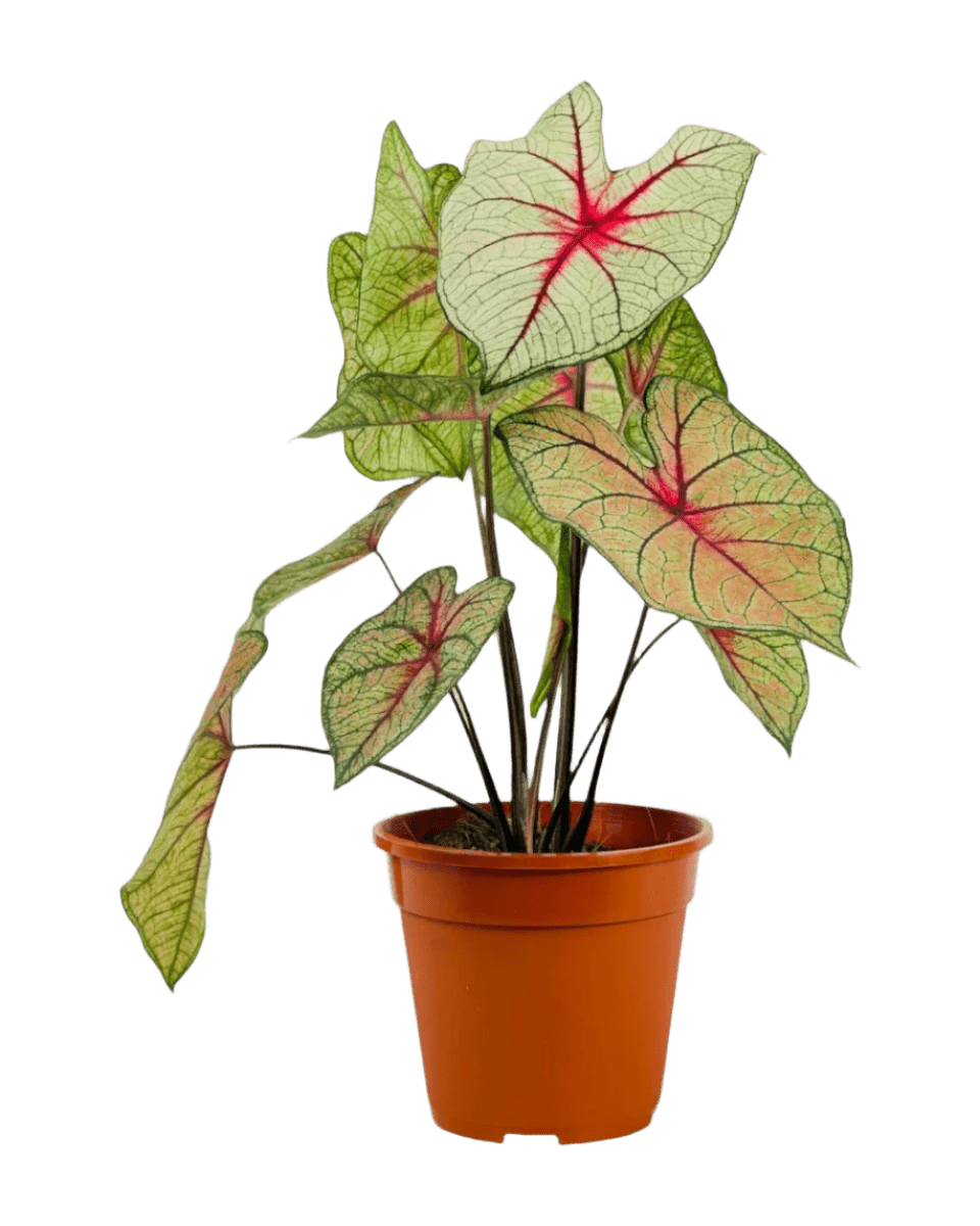 Exotica White Caladium Hearts - Potted plant - POTT - EXOT - GRW - 6339 - Tumbleweed Plants - Online Plant Delivery Singapore