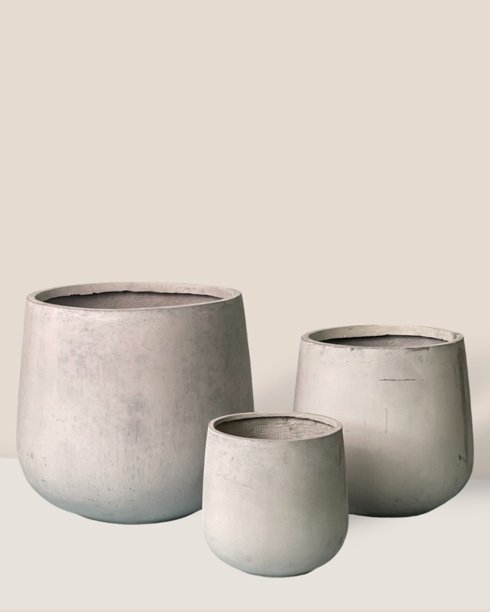 Extra Large Goblet Pot - grey - Pot - Tumbleweed Plants - Online Plant Delivery Singapore