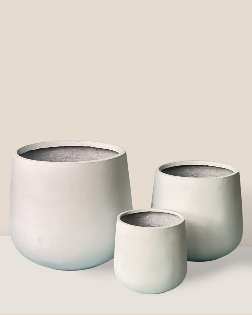 Extra Large Goblet Pot - white - Pot - Tumbleweed Plants - Online Plant Delivery Singapore