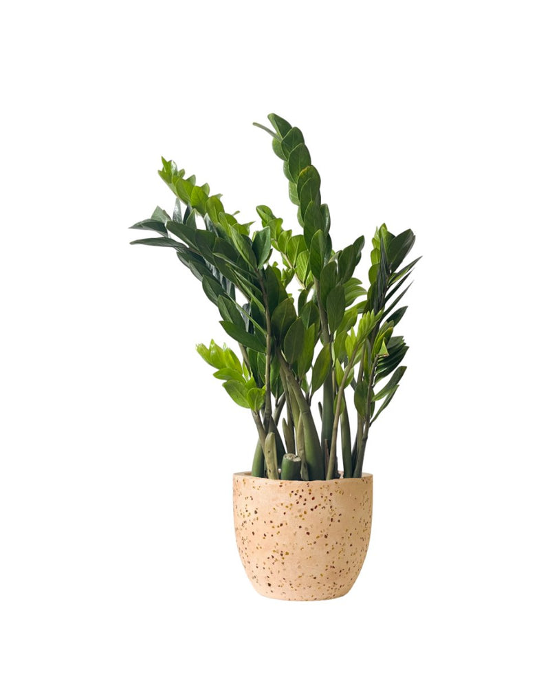 Extra-Large ZZ Plant - grow pot - Potted plant - Tumbleweed Plants - Online Plant Delivery Singapore