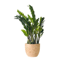 Extra-Large ZZ Plant