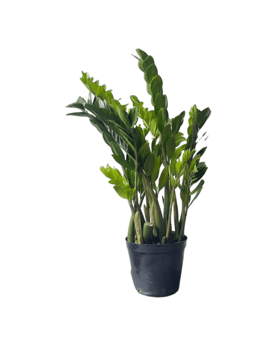 Extra - Large ZZ Plant in a grow pot