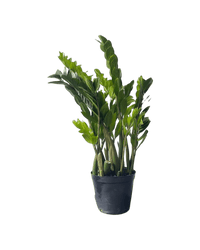 Extra - Large ZZ Plant in a grow pot