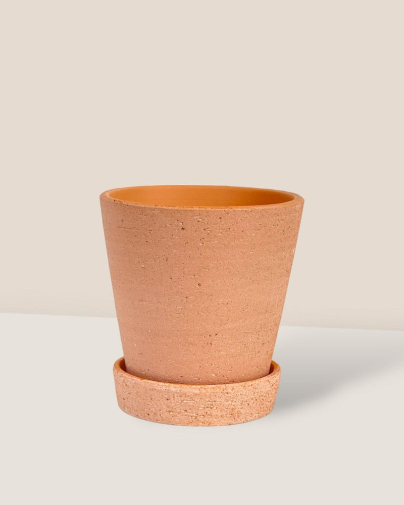 Extra Small Terracotta Pot with Tray - 9cm - Pot - Tumbleweed Plants - Online Plant Delivery Singapore
