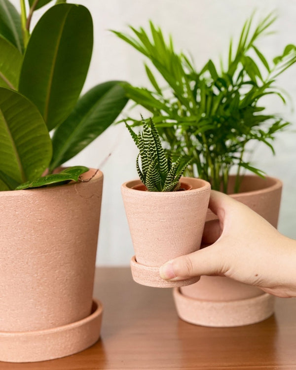 Extra Small Terracotta Pot with Tray - 9cm - Pot - Tumbleweed Plants - Online Plant Delivery Singapore