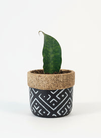 Baby Whale Fin Sansevieria Plant