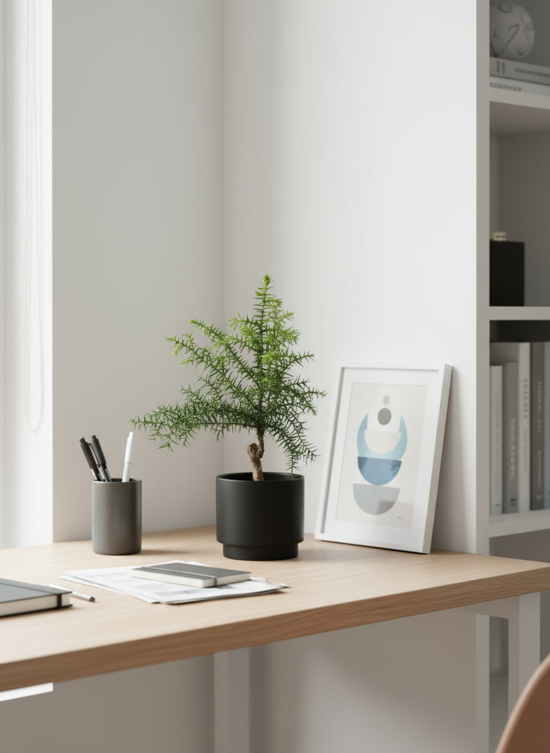 Araucaria cunninghamii - Hoop Pine