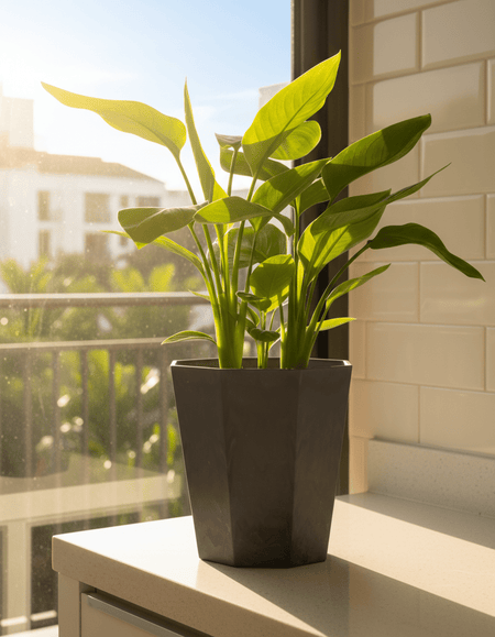 Bird of Paradise Baby - Potted plant - GIFT-BABY-GRW-3376 - Tumbleweed Plants - Online Plant Delivery Singapore