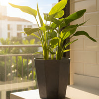 Bird of Paradise Baby