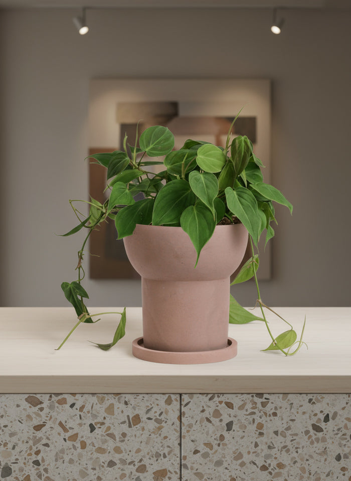 Philodendron Micans