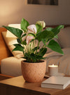 Anthurium Flamingo Pink - Potted plant -  Tumbleweed Plants