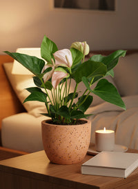Anthurium Flamingo Pink - Potted plant -  Tumbleweed Plants