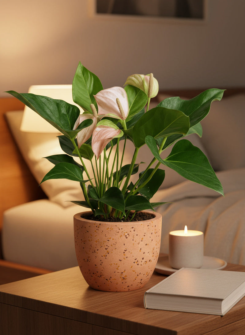 Anthurium Flamingo Pink - Potted plant -  Tumbleweed Plants